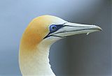 Australasian Gannet